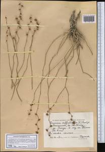 Limonium suffruticosum (L.) Kuntze, Middle Asia, Caspian Ustyurt & Northern Aralia (M8) (Kazakhstan)