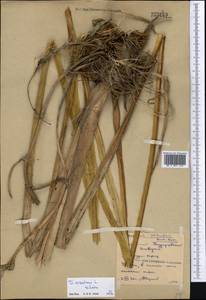 Sparganium stoloniferum (Buch.-Ham. ex Graebn.) Buch.-Ham. ex Juz., Middle Asia, Northern & Central Kazakhstan (M10) (Kazakhstan)