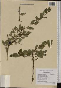 Prunus spinosa L., Western Europe (EUR) (Germany)