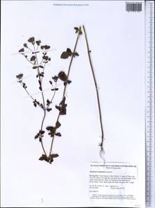 Origanum vulgare subsp. gracile (K.Koch) Ietsw., Middle Asia, Western Tian Shan & Karatau (M3) (Kyrgyzstan)