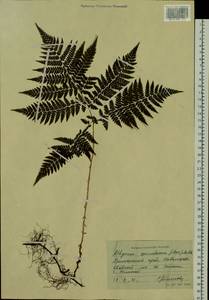 Athyrium spinulosum (Maxim.) Milde, Siberia, Russian Far East (S6) (Russia)