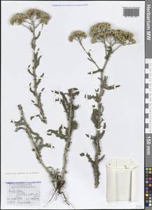 Achillea pannonica Scheele, Crimea (KRYM) (Russia)