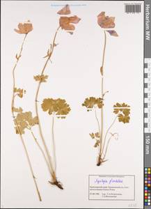 Aquilegia glandulosa Fisch., Siberia, Altai & Sayany Mountains (S2) (Russia)