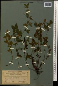 Lathyrus laxiflorus (Desf.) Kuntze, Caucasus, Azerbaijan (K6) (Azerbaijan)