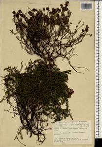 Erica spiculifolia Salisb., South Asia, South Asia (Asia outside ex-Soviet states and Mongolia) (ASIA) (Turkey)