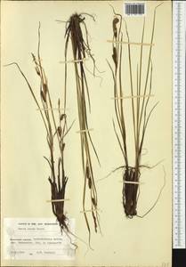 Carex recta Boott, Western Europe (EUR) (Finland)