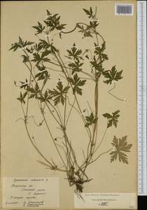 Geranium sibiricum L., Eastern Europe, Central region (E4) (Russia)