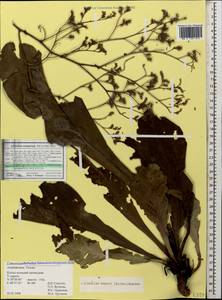 Limonium scoparium (Pall. ex Willd.) Stankov, Caucasus, Azerbaijan (K6) (Azerbaijan)