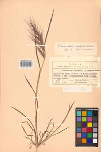 Echinochloa crus-galli subsp. crus-galli, Siberia, Russian Far East (S6) (Russia)