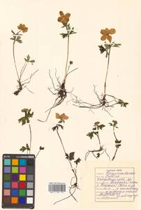 Trollius riederianus Fisch. & C. A. Mey., Siberia, Russian Far East (S6) (Russia)