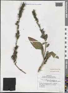 Oenothera × rubricaulis Kleb., Eastern Europe, Central region (E4) (Russia)