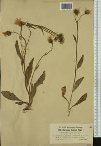 Hieracium dentatum subsp. subvillosum Nägeli & Peter, Western Europe (EUR) (Switzerland)