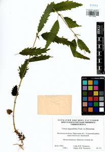 Urtica dioica var. holosericea Fr., Siberia, Baikal & Transbaikal region (S4) (Russia)