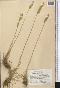 Koeleria pyramidata (Lam.) P.Beauv., Middle Asia, Western Tian Shan & Karatau (M3) (Kyrgyzstan)
