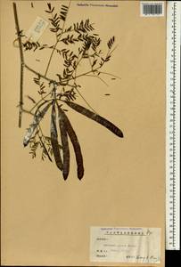Leucaena leucocephala (Lam.)de Wit, South Asia, South Asia (Asia outside ex-Soviet states and Mongolia) (ASIA) (China)