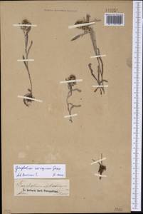 Omalotheca norvegica (Gunnerus) Sch. Bip. & F. W. Schultz, Siberia, Altai & Sayany Mountains (S2) (Russia)