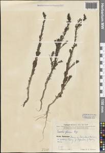 Suaeda glauca (Bunge) Bunge, South Asia, South Asia (Asia outside ex-Soviet states and Mongolia) (ASIA) (China)