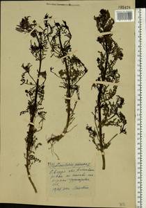 Pedicularis palustris, Eastern Europe, Eastern region (E10) (Russia)