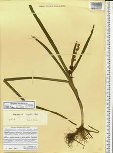 Sparganium emersum Rehmann, Eastern Europe, Northern region (E1) (Russia)