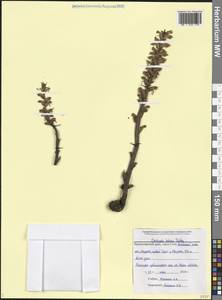 Orobanche hederae Duby, Caucasus, Black Sea Shore (from Novorossiysk to Adler) (K3) (Russia)