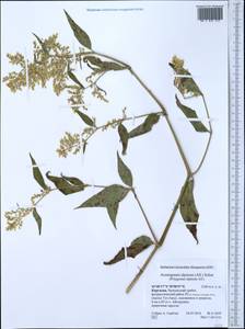 Koenigia alpina (All.) T. M. Schust. & Reveal, Middle Asia, Western Tian Shan & Karatau (M3) (Kyrgyzstan)