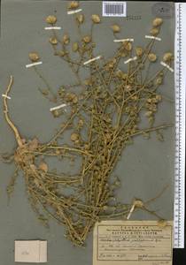 Lachnophyllum gossypinum Bunge, Middle Asia, Pamir & Pamiro-Alai (M2) (Uzbekistan)