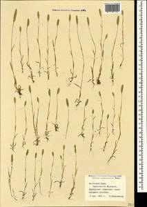 Phleum paniculatum Huds., Crimea (KRYM) (Russia)