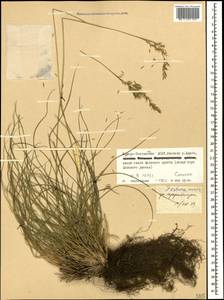 Festuca caucasica (Boiss.) Hack. ex Boiss., Caucasus, North Ossetia, Ingushetia & Chechnya (K1c) (Russia)