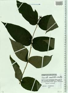 Diervilla sessilifolia Buckley, Eastern Europe, Moscow region (E4a) (Russia)