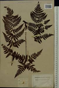 Dryopteris carthusiana (Vill.) H. P. Fuchs, Eastern Europe, Central region (E4) (Russia)