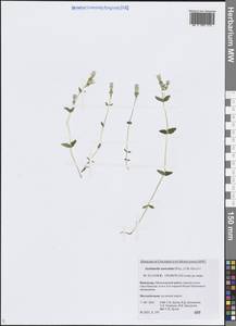 Gentianella auriculata (Pall.) J.M.Gillett, Siberia, Chukotka & Kamchatka (S7) (Russia)