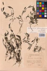 Ranunculus, Eastern Europe, North-Western region (E2) (Russia)