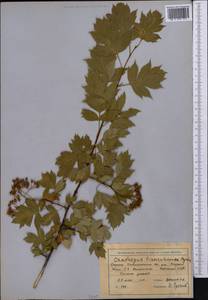 Crataegus ×tianschanica Pojark., Middle Asia, Western Tian Shan & Karatau (M3) (Kyrgyzstan)