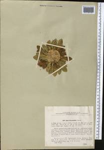 Pentanema rhizocephalum (Schrenk) Sennikov, Middle Asia, Dzungarian Alatau & Tarbagatai (M5) (Kazakhstan)