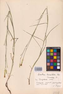 Dianthus monadelphus subsp. pallens (Sm.) Greuter & Burdet, Eastern Europe, South Ukrainian region (E12) (Ukraine)