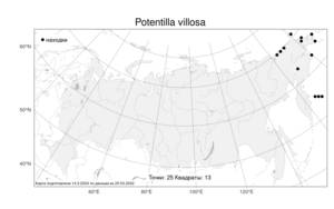 Potentilla villosa Pall. ex Pursh, Atlas of the Russian Flora (FLORUS) (Russia)
