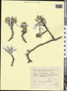 Pyrus salicifolia Pall., Caucasus, Azerbaijan (K6) (Azerbaijan)
