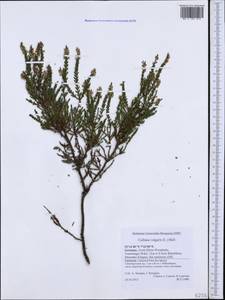 Calluna vulgaris (L.) Hull, Western Europe (EUR) (Germany)