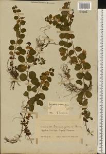 Lysimachia nummularia L., Eastern Europe, Belarus (E3a) (Belarus)