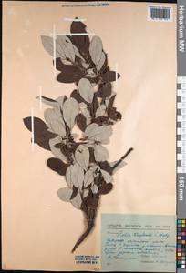 Salix krylovii E. L. Wolf, Siberia, Baikal & Transbaikal region (S4) (Russia)