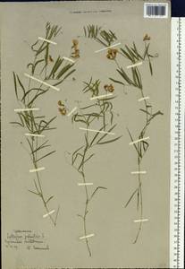 Lathyrus palustris subsp. palustris, Siberia, Chukotka & Kamchatka (S7) (Russia)