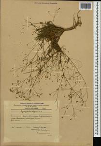 Gypsophila elegans M. Bieb., Caucasus, Armenia (K5) (Armenia)