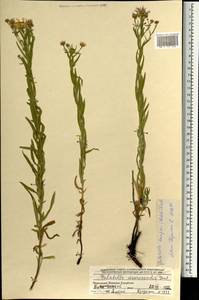 Galatella hauptii (Ledeb.) Lindl. ex DC., Mongolia (MONG) (Mongolia)