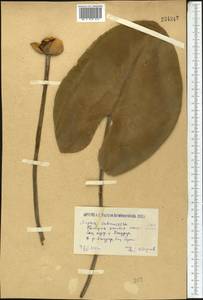 Nuphar lutea (L.) Sm., Middle Asia, Caspian Ustyurt & Northern Aralia (M8) (Kazakhstan)
