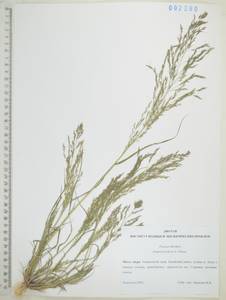 Eragrostis pilosa (L.) P.Beauv., Siberia, Russian Far East (S6) (Russia)