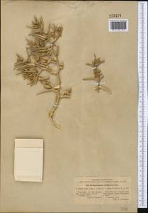 Halimocnemis mollissima Bunge, Middle Asia, Kopet Dag, Badkhyz, Small & Great Balkhan (M1) (Turkmenistan)