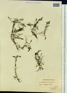 Callitriche hermaphroditica subsp. hermaphroditica, Siberia, Chukotka & Kamchatka (S7) (Russia)