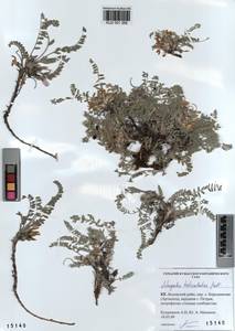 KUZ 001 368, Astragalus testiculatus Pall., Siberia, Altai & Sayany Mountains (S2) (Russia)