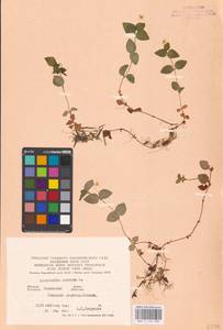 Lysimachia nemorum L., Eastern Europe, West Ukrainian region (E13) (Ukraine)