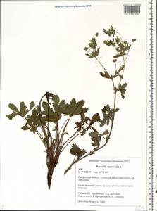 Potentilla intermedia L., Eastern Europe, Central forest region (E5) (Russia)